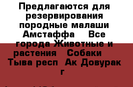 Предлагаются для резервирования породные малаши Амстаффа  - Все города Животные и растения » Собаки   . Тыва респ.,Ак-Довурак г.